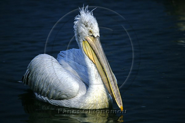 Pelecanus crispus -  - Dalmatian Pelican