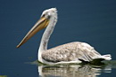Pelicans, Cormorants, Πελεκάνοι, Κορμοράνοι 