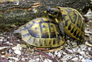 Tortoises, Terrapins, 
