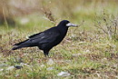 Crows, Κορακοειδή